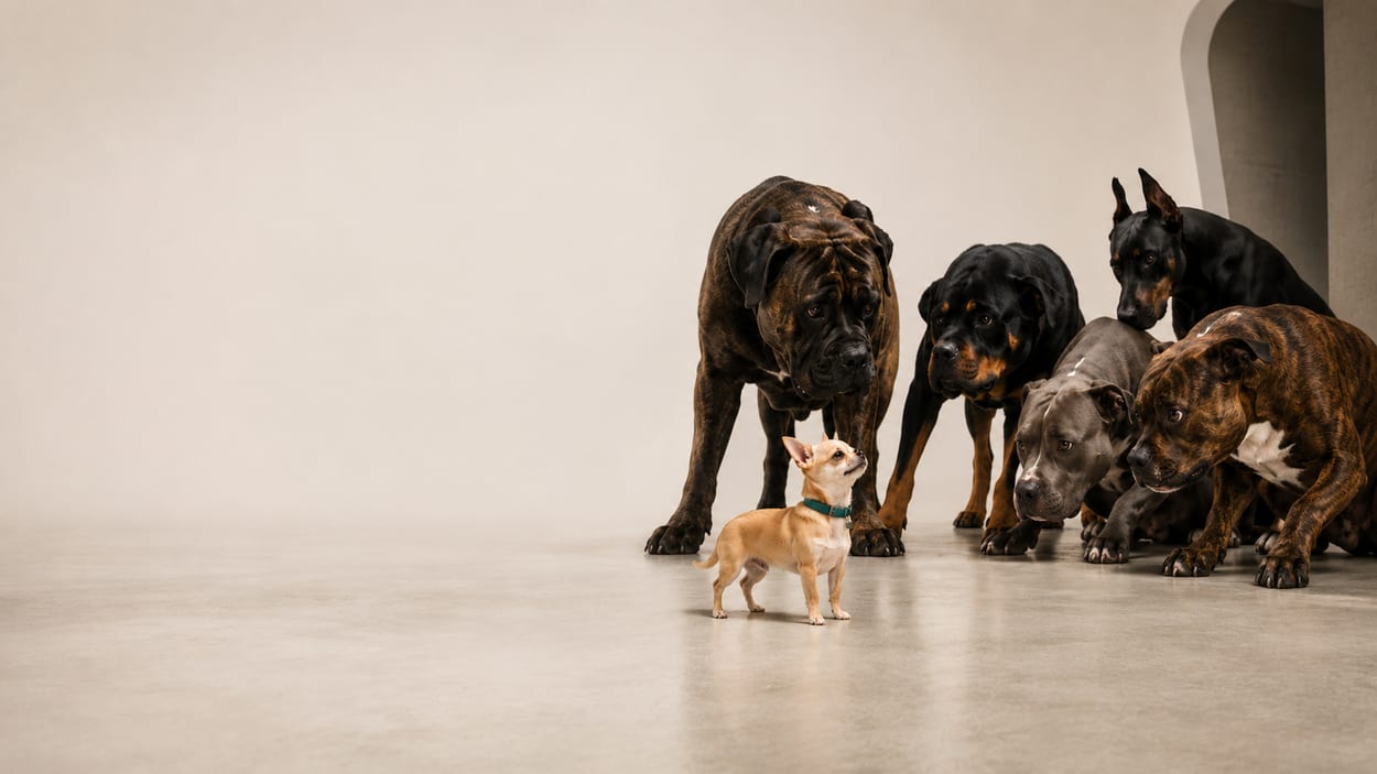 A small dog standing its ground, entirely unbothered, among five much larger dogs.
